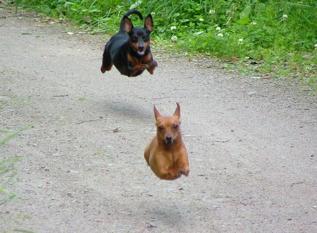 Hovering Dogs.jpg